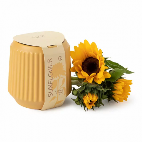 Sunflower Grow Kit – Yellow Sunflower Gift Ideas 500x500 